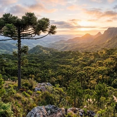 araucarias